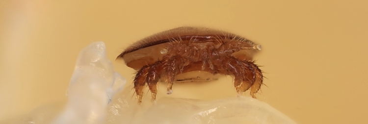 Weibliche Varroa-Milbe auf Puppe der Honigbiene